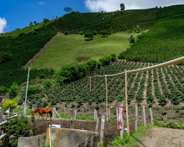 Colombian coffee farm producing decaf coffee beans