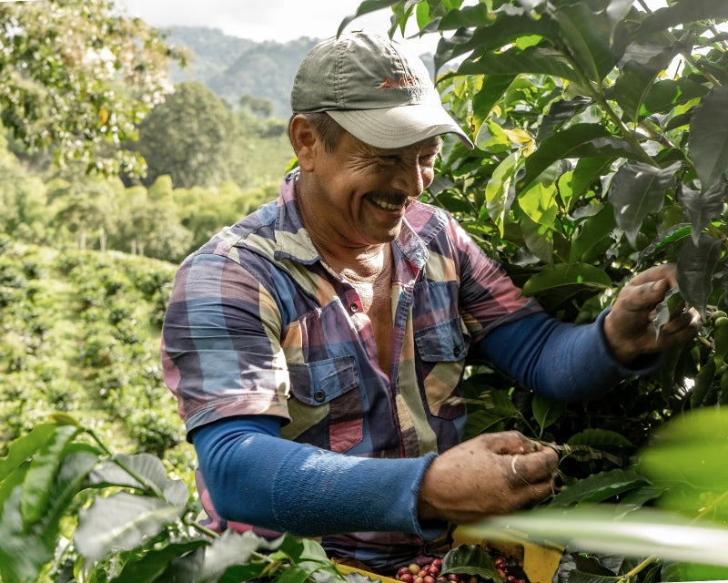 Farmer processing cherries grown at Colombia’s high altitude specialty coffee farms